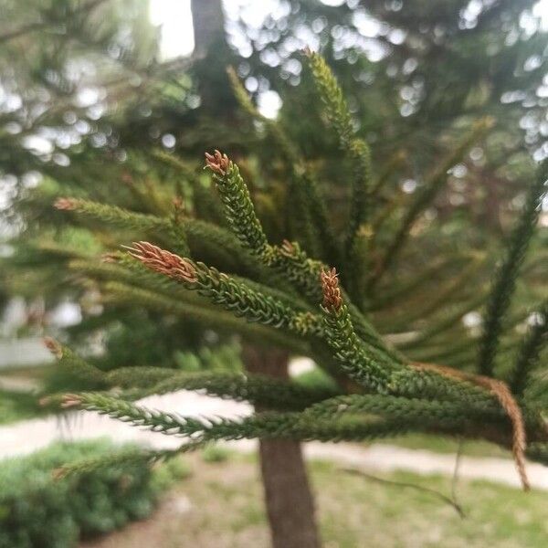 Araucaria columnaris Лист