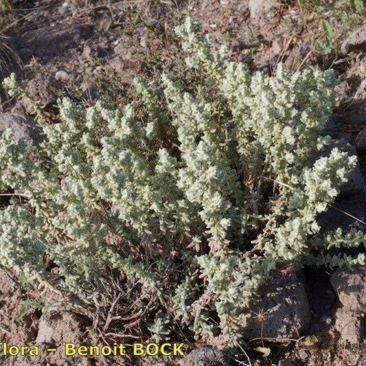 Teucrium charidemi Hábito