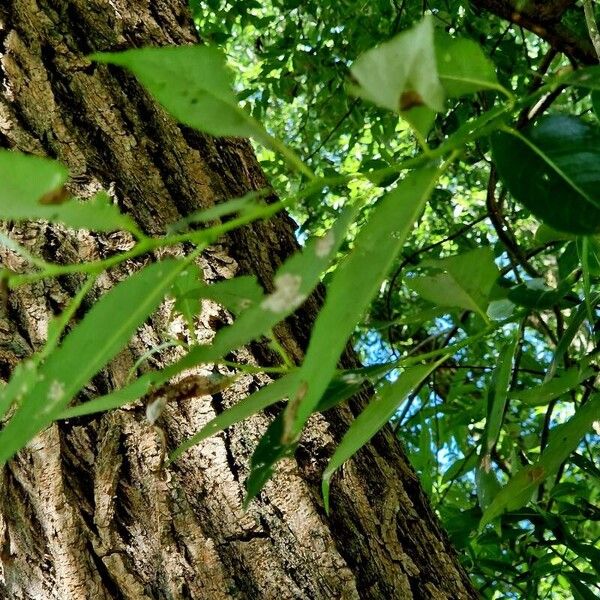 Salix pentandra Leaf