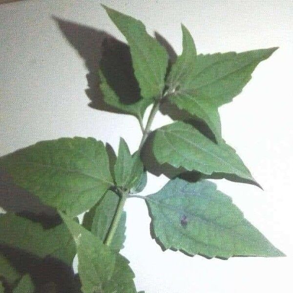 Ocimum americanum 葉