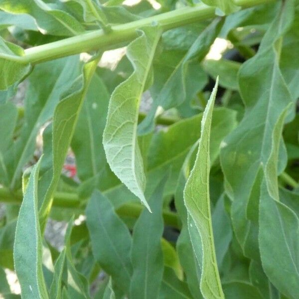 Lobelia tupa برگ