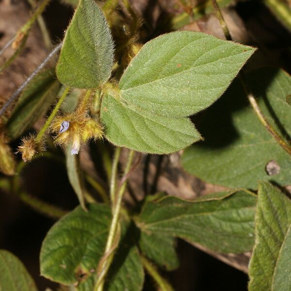 Calopogonium mucunoides 果