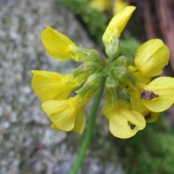 Coronilla vaginalis Flower