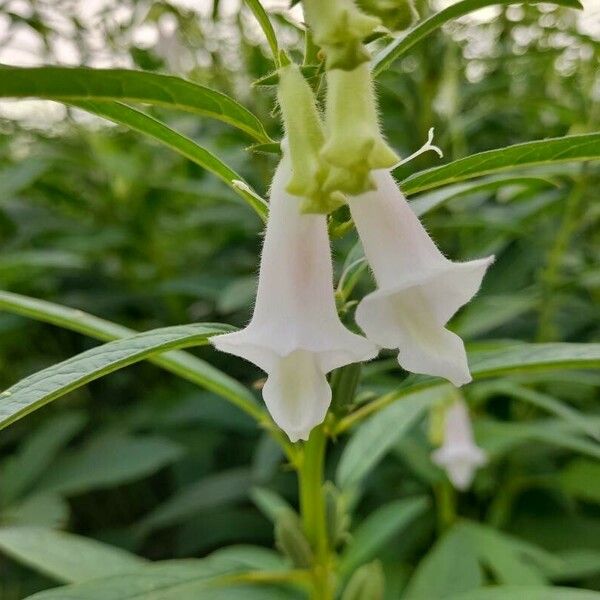 Sesamum orientale Flower