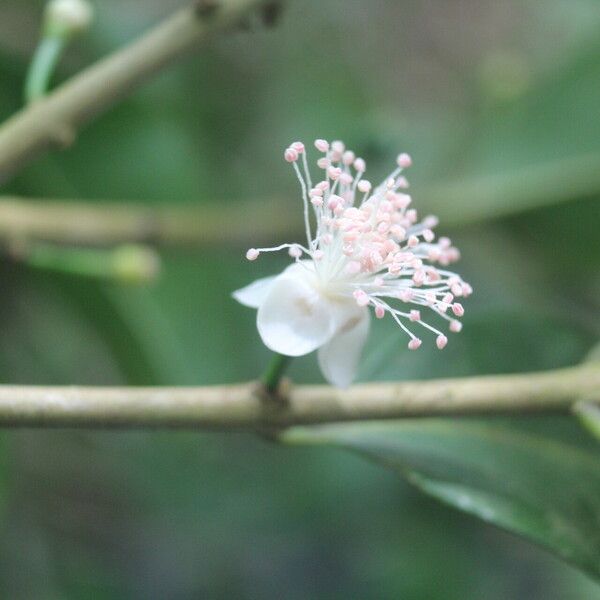 Eugenia stictopetala Frutto