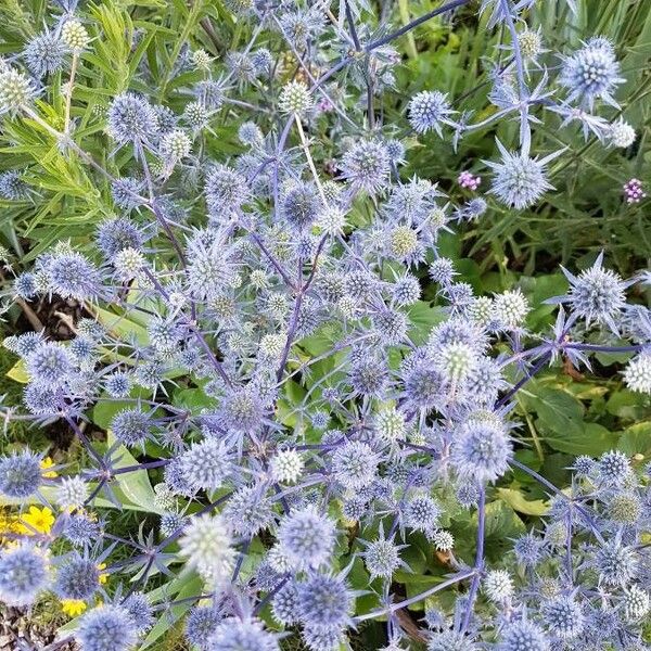 Eryngium planum Flower