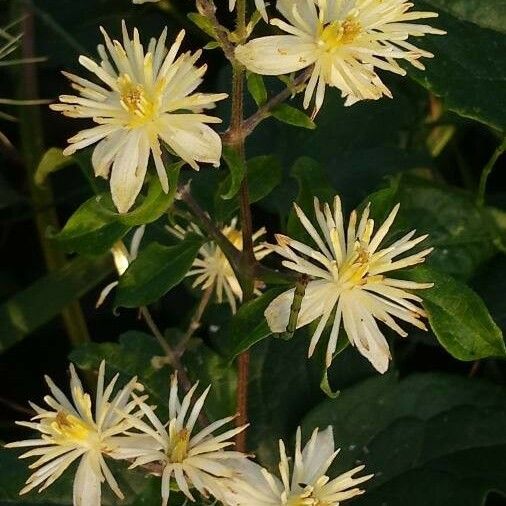 Clematis vitalba Kukka