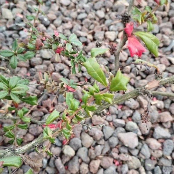 Berberis darwinii Blad