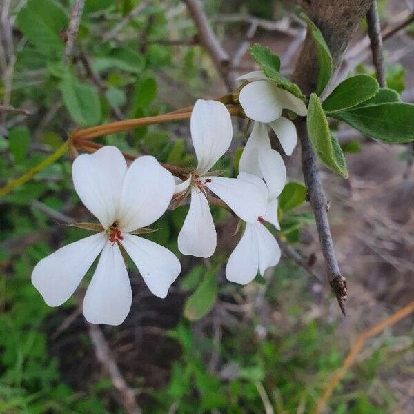 Pelargonium multibracteatum Flower