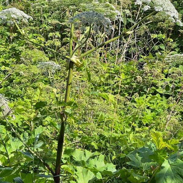 Heracleum sosnowskyi Květ