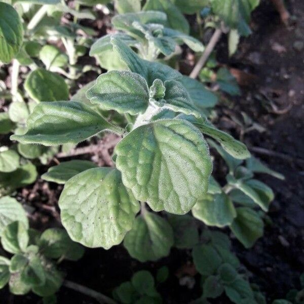 Plectranthus parviflorus Blad