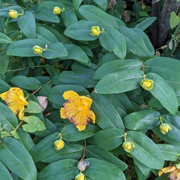 Hypericum calycinum Хабит