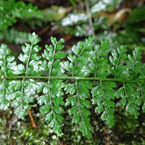 Asplenium abyssinicum Leaf