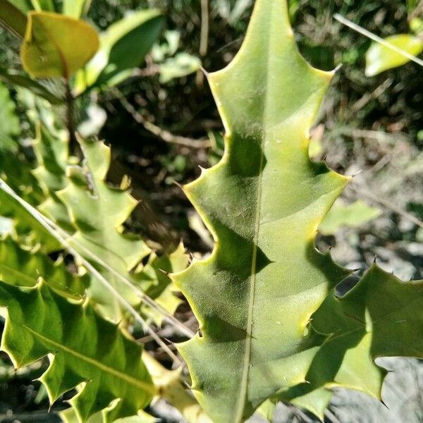 Acanthus ilicifolius Leaf