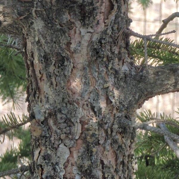 Picea sitchensis പുറംതൊലി