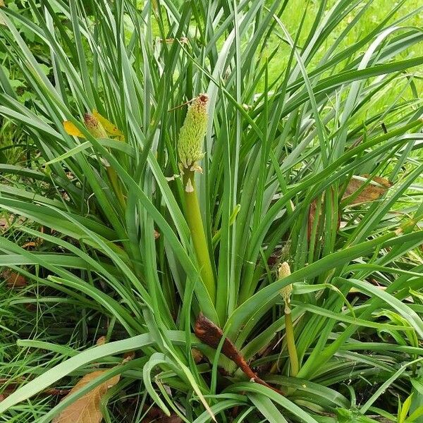 Kniphofia uvaria Levél