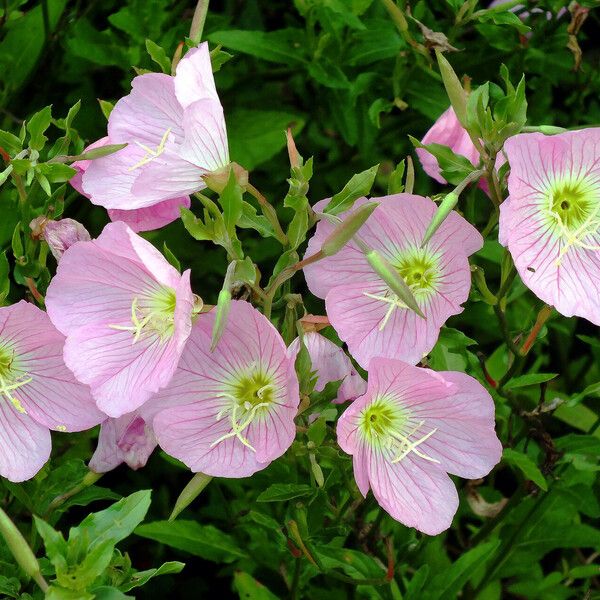 Oenothera speciosa फूल