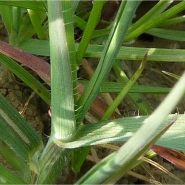 Avena sterilis Foglia