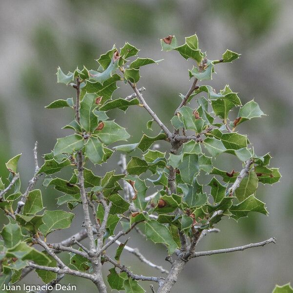 Quercus coccifera Blatt