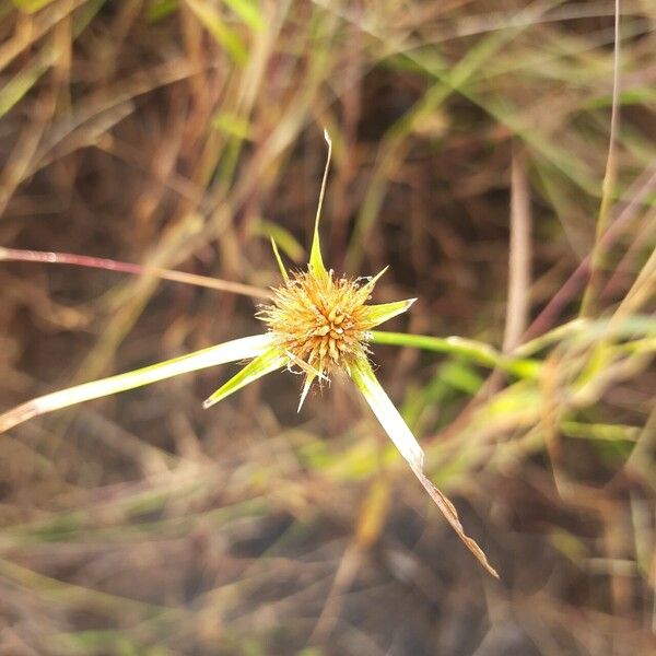 Cyperus mindorensis Ліст