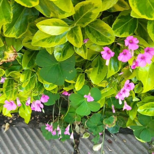 Oxalis articulata Blüte