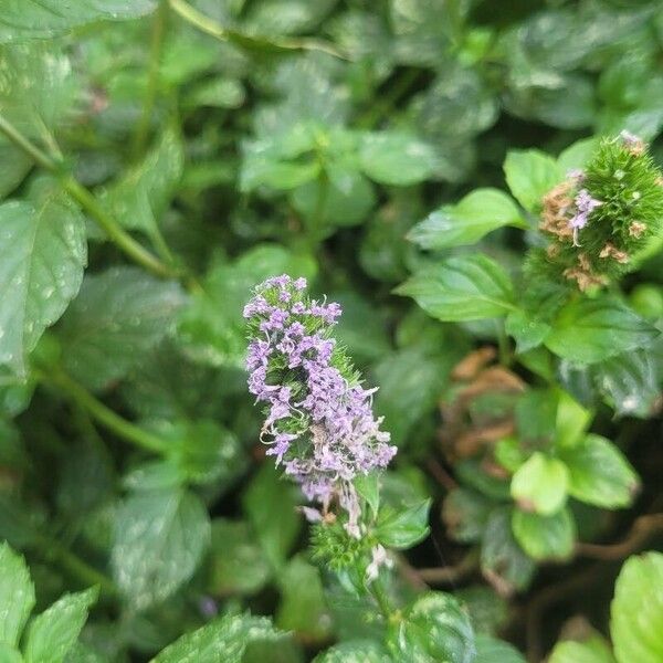 Mentha spicata Flower