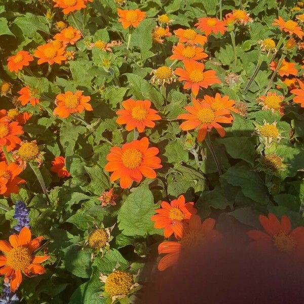 Tithonia rotundifolia Kukka