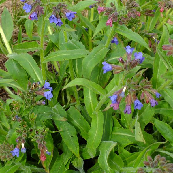 Pulmonaria mollis Лист