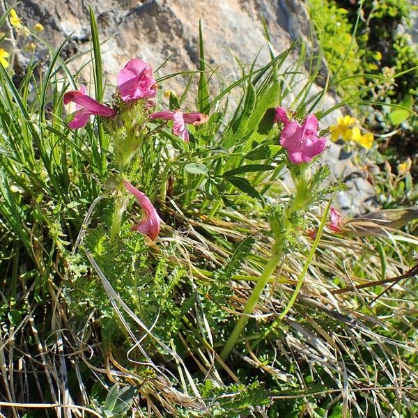 Pedicularis gyroflexa 形態