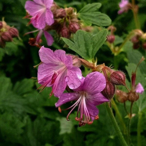 Geranium macrorrhizum Květ