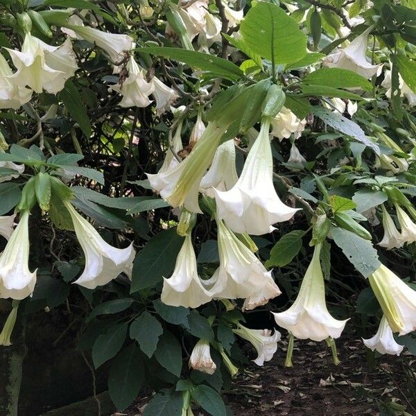 Brugmansia suaveolens Flower