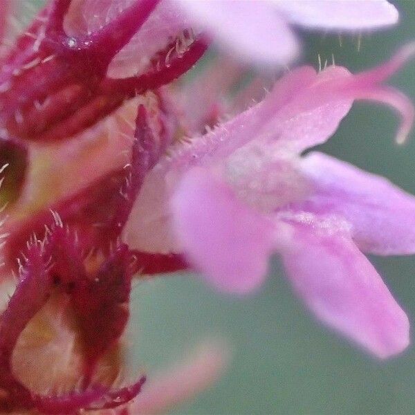 Thymus pulegioides Flower