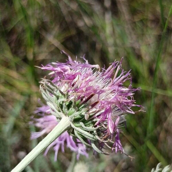 Jurinea cyanoides Kwiat