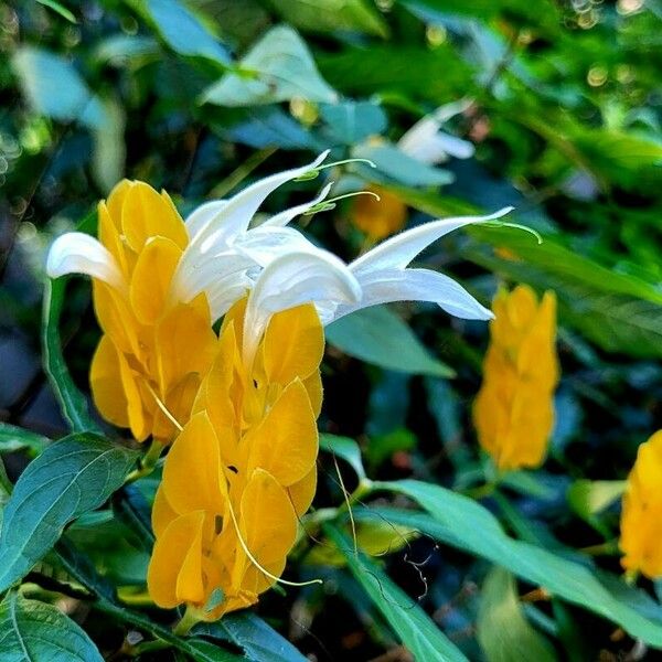 Pachystachys lutea Květ