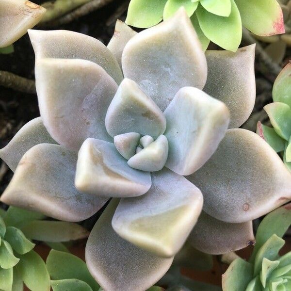 Graptopetalum paraguayense Yaprak