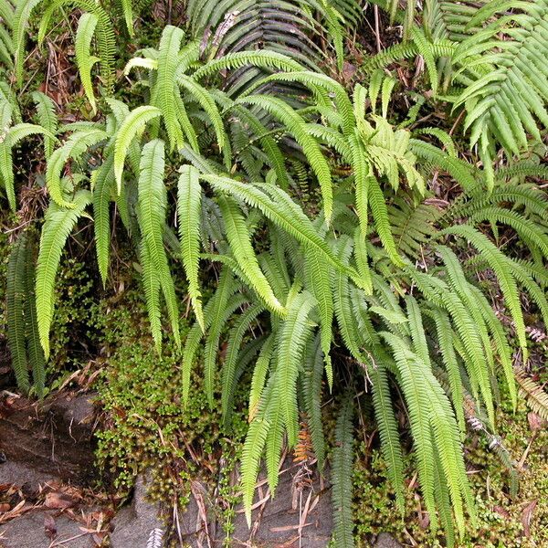 Blechnum arcuatum