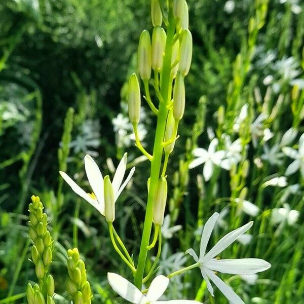 Anthericum liliago ফুল