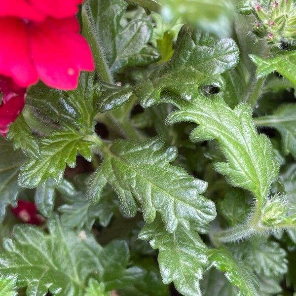 Verbena × hybrida Folha