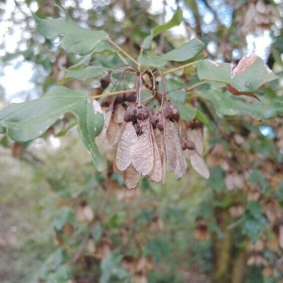 Acer monspessulanum Meyve