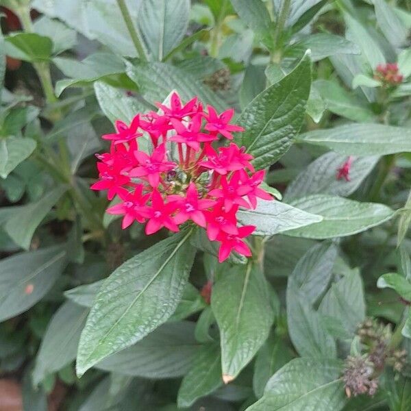 Pentas lanceolata Habitatea