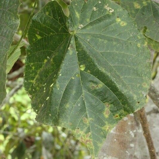 Dombeya pilosa Ліст