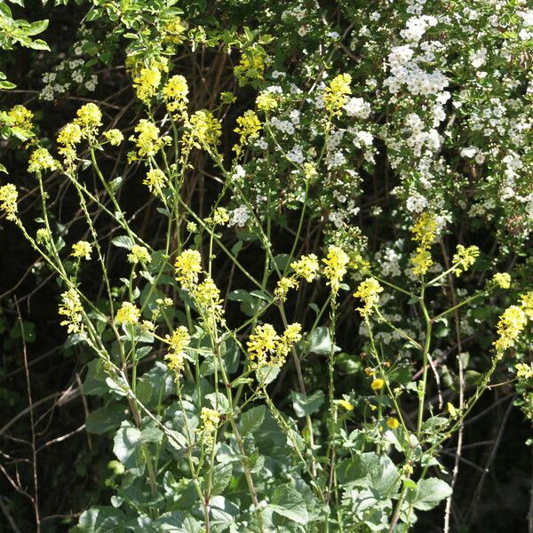 Brassica nigra Flors
