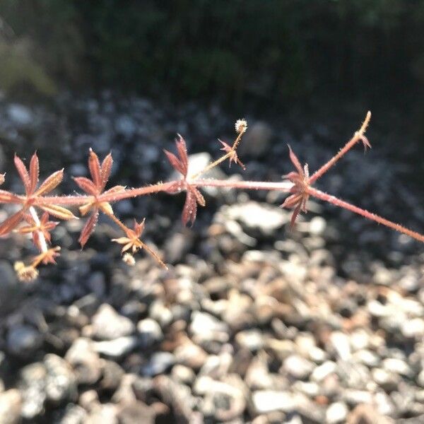 Galium parisiense Leaf