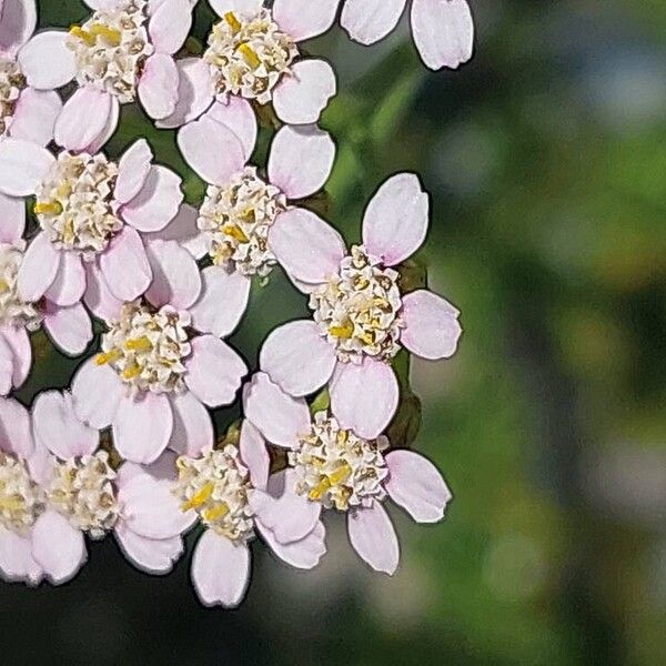 Achillea × roseoalba Õis