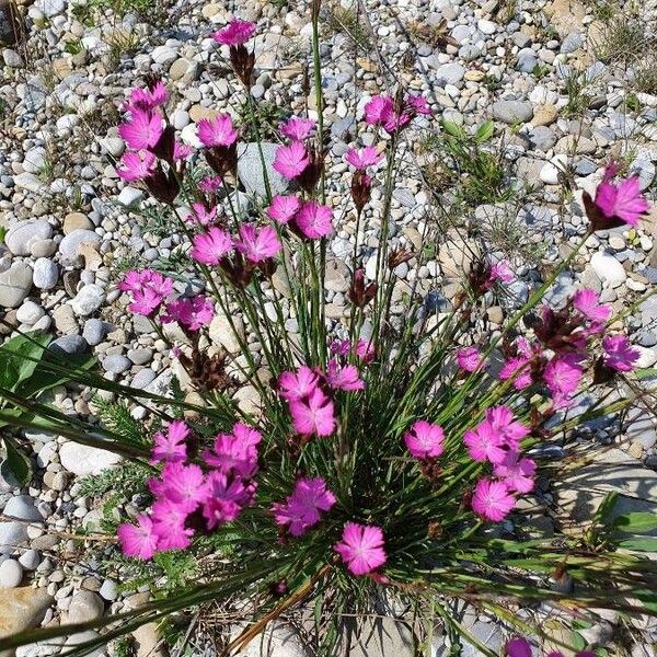 Dianthus carthusianorum Flower