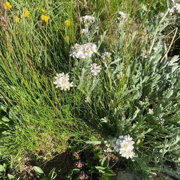 Achillea clavennae Flors