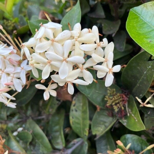 Ixora finlaysoniana Fleur