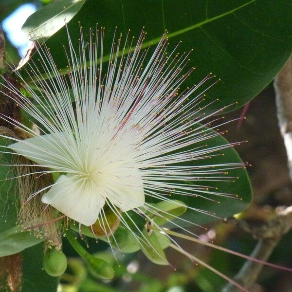Barringtonia asiatica Květ