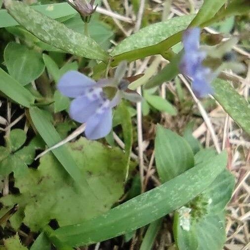 Lindernia dubia Çiçek