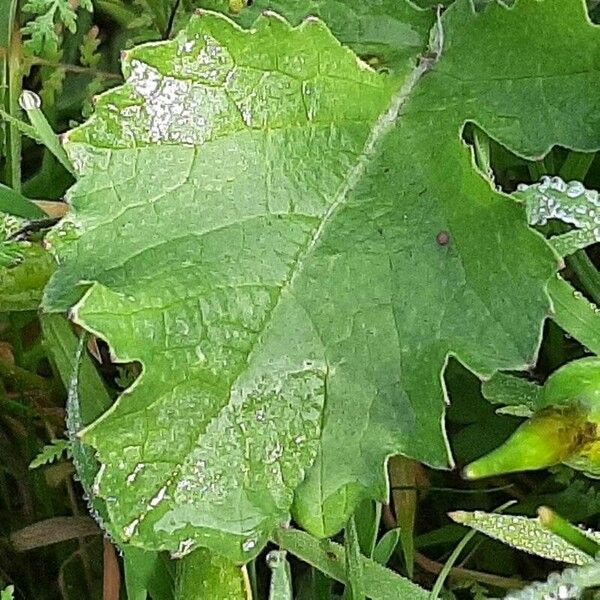 Raphanus raphanistrum Leaf